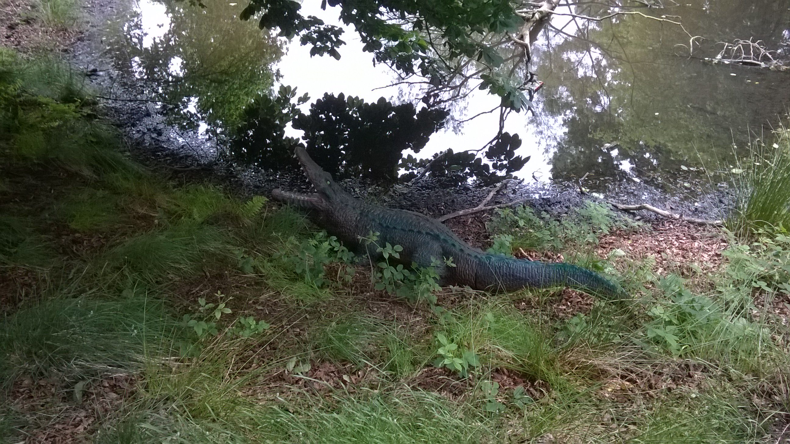 Field Shooting at the Bowmen Of Lyme